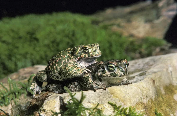 Natterjack Toad Bufo Calamita Ζευγάρωμα — Φωτογραφία Αρχείου