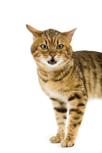 褐色斑点斑斑孟加拉猫 白色背景下的成年猫 — 图库照片