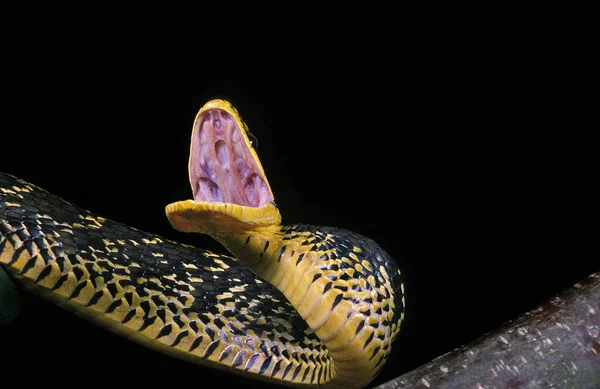 Cobra Rato Tropical Spilotes Pullatus Adulto Com Boca Aberta Postura — Fotografia de Stock