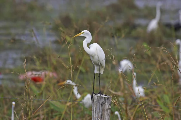 Great White Egret Casmerodius Albus Adult Standing Post Swamp Flight — стокове фото