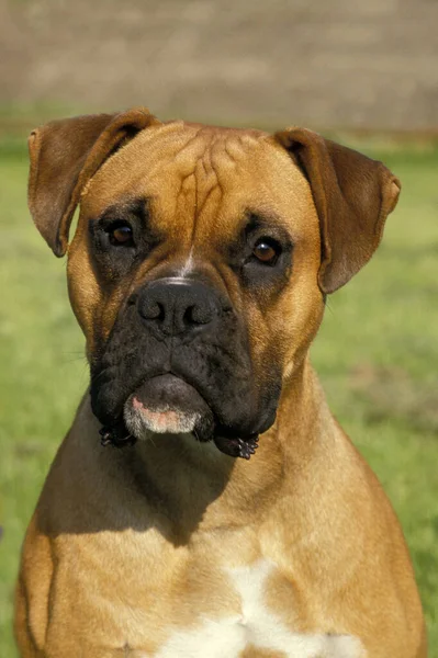 Boxer Dog Portre Doğal Arkaplan — Stok fotoğraf