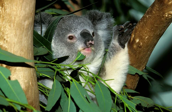 Koala Phascolarctos Cinereus Dorosły Jedzący Eukaliptusa Liście — Zdjęcie stockowe