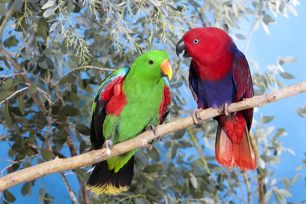 Eclectus Parrot Eclectus Roratus Ζευγάρι Όρθιο Κλαδί Αρσενικό Πράσινο Και — Φωτογραφία Αρχείου