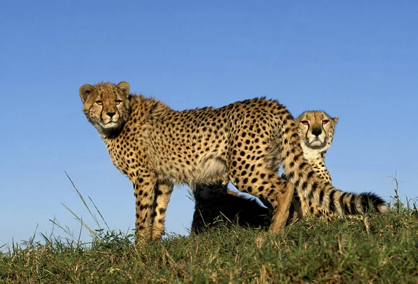 Cheetah Acinonyx Jubatus Masai Mara Park Kenya — Photo