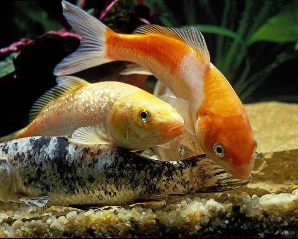 Koi Carp Cyprinus Carpio — стоковое фото