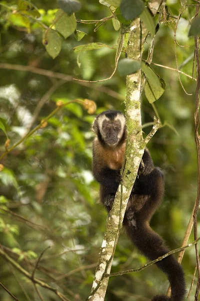 Black Capped Capuchin Cebus Apella Adult Standing Branch Manu National — Stock Photo, Image