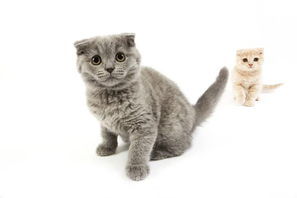 Blue Scottish Fold Cream Scottish Fold Domestic Cat Meses Idade — Fotografia de Stock