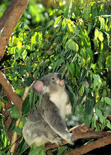 Koala Phascolarctos Cinereus Adult Seitting Branch Australia — 图库照片