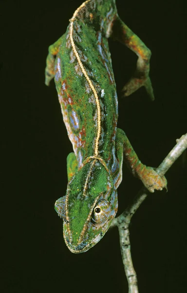 Madagascar Forest Chameleon Furcifer Campani Adult Стояти Гілці Проти Чорного — стокове фото