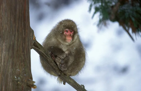 Ιαπωνικά Macaque Macaca Fuscata Adult Standing Branch Hokkaido Island Στην — Φωτογραφία Αρχείου