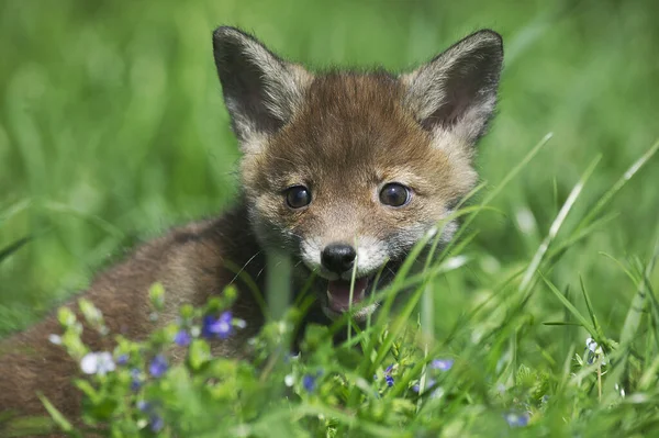 Red Fox Sępy Sępy Szczeniak Stojący Long Grass Normandia — Zdjęcie stockowe