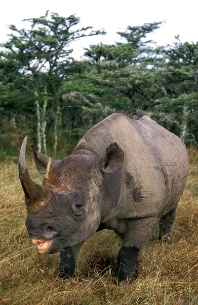 Rinoceronte Negro Diceros Bicornis Parque Nakuru Kenia —  Fotos de Stock