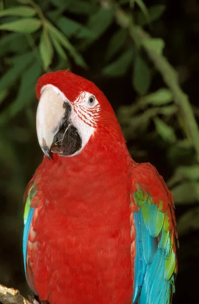 Roter Und Grüner Ara Ara Chloroptera Erwachsene — Stockfoto