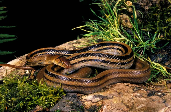 Copperhead Rat Snake Elaphe Radiata Adult Standing Stump — Stock Photo, Image