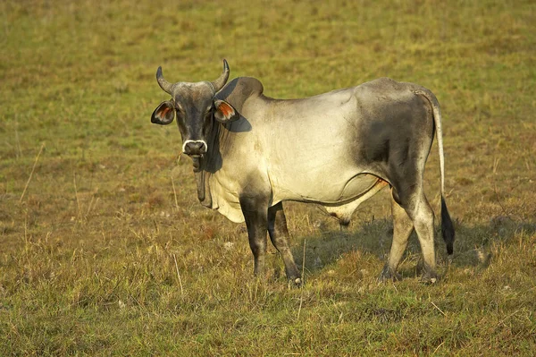 Bull Domestic Cattle Los Lianos Venezuela — Stock Photo, Image