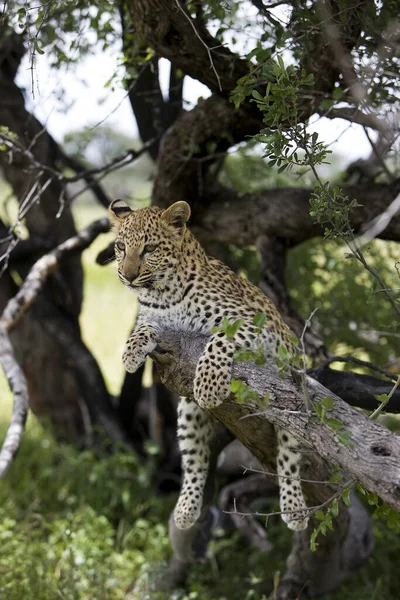 Leopard Monate Altes Junges Panthera Pardus Namibia Einem Baum — Stockfoto