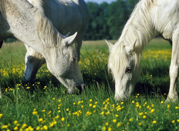 Cheval Camargue Troupeau Mangeant Herbe Dans Prairie — Photo