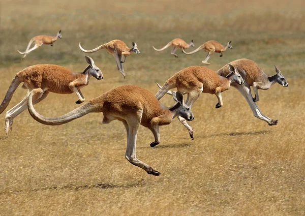 Red Kangaroo Macropus Rufus Australie Course Groupe — Photo