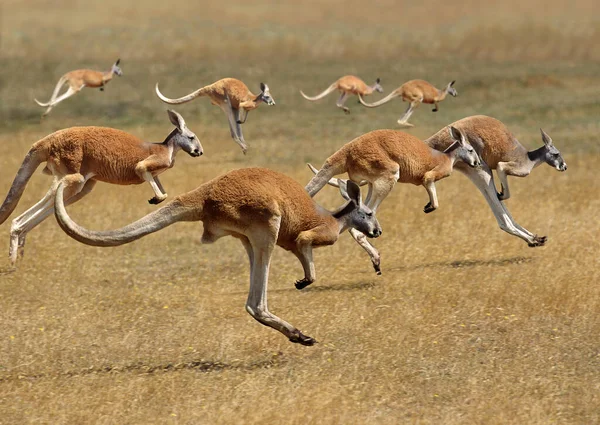 Red Klokan Macropus Rufus Austrálie Skupina Běží — Stock fotografie