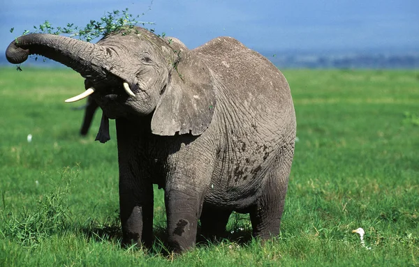 Słoń Afrykański Loxodonta Africana Zakład Spożywania Dorosłych Masai Mara Park — Zdjęcie stockowe