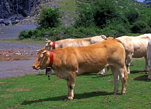 Blonde Aquitaine 法国国内牛 站在公路附近的牧民 — 图库照片