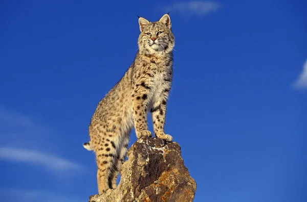 Bobcat Lince Rufus Adulto Parado Rocas Canadá — Foto de Stock