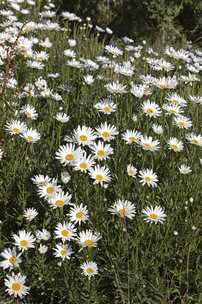 Daisy Flowers Peru — Stock Photo, Image