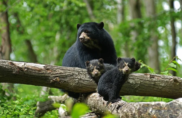 Spectacled Bear Tremarctos Ornatus Mother Cub — Stok fotoğraf