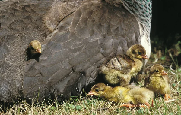 Common Peacock Pavo Cristatus Chicks Hidden Mother Wing — Stock Photo, Image