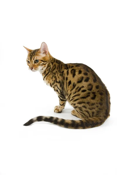 Brown Spotted Tabby Bengal Doméstico Cat Adult Contra Branco — Fotografia de Stock