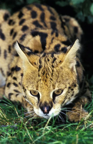 Serval Leptailurus Serval Felnőtt — Stock Fotó