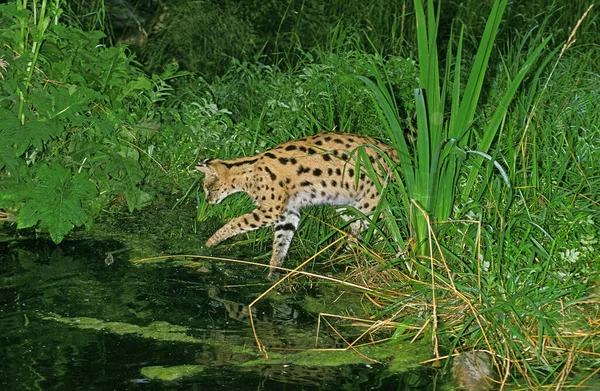 Serval Leptailurus Serval Caça Para Adultos — Fotografia de Stock