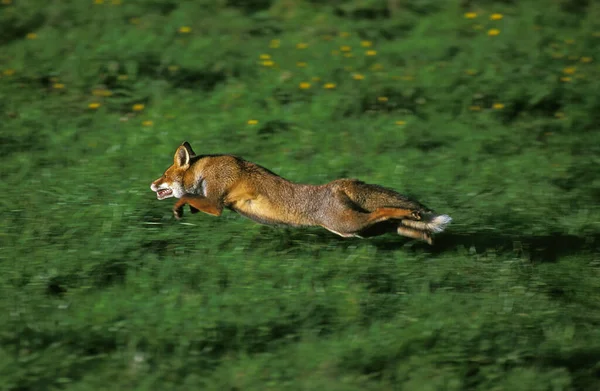 Red Fox Vulpes Vulpes Adult Running Northy — стоковое фото