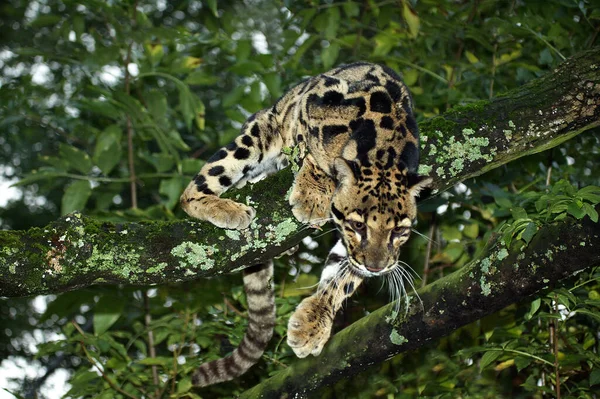Bewölkter Leopard Neofelis Nebulosa Erwachsener Baum Stehend — Stockfoto