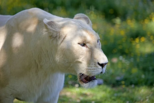 白狮豹 Leo Krugensis — 图库照片