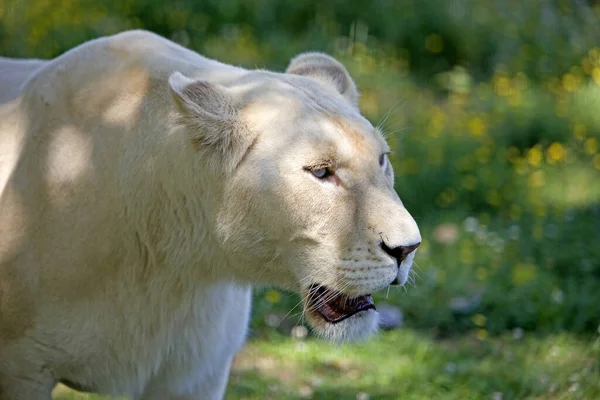 Weißer Löwe Panthera Leo Krugensis — Stockfoto