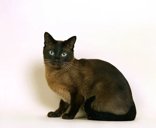 Tonkinese Gato Doméstico Adulto Sentado Contra Fondo Blanco — Foto de Stock