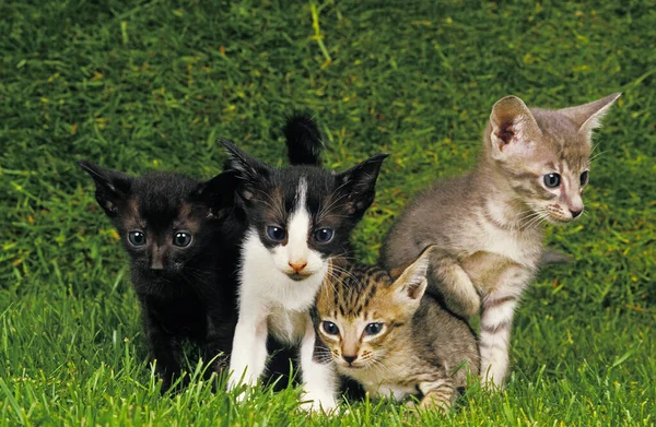 Gato Doméstico Oriental Gatitos — Foto de Stock