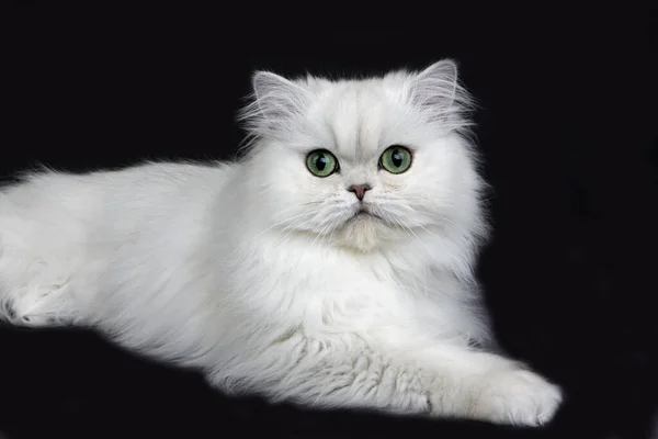 Chinchilla Περσική Εγχώρια Γάτα Πράσινα Μάτια Γάτα Τοποθέτηση Againisnt Μαύρο — Φωτογραφία Αρχείου
