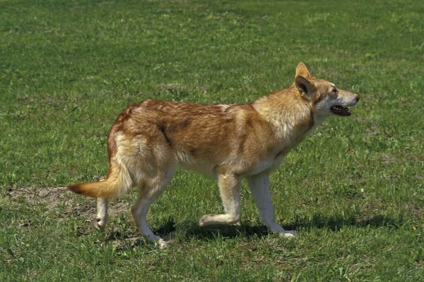 Saarloos Wolfhound Μια Φυλή Σκύλων Από Την Ολλανδία — Φωτογραφία Αρχείου