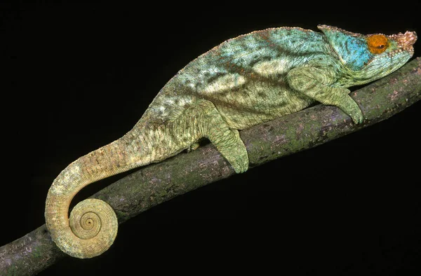 Parson Chameleon Chamaeleo Parsonii Adult Laying Branch — 图库照片