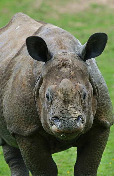 Rinoceronte Indiano Rinoceronte Unicornis Adulto — Fotografia de Stock