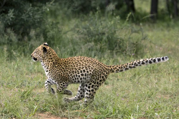 Leopard Cub Meses Panthera Pardus Namibia —  Fotos de Stock