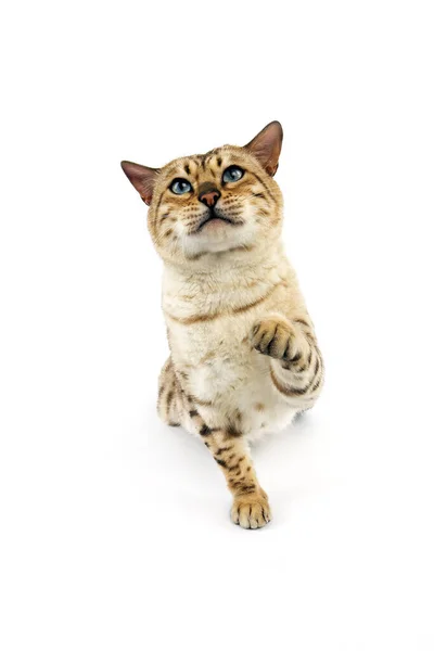 Seal Mink Tabby Bengal Domestic Cat Male White Background — Stock Photo, Image