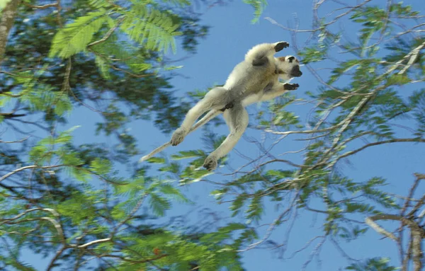 Verreaux Sifaka Propithecus Verreauxi Male Jumping Another Branch Berent Reserve — Stock Photo, Image