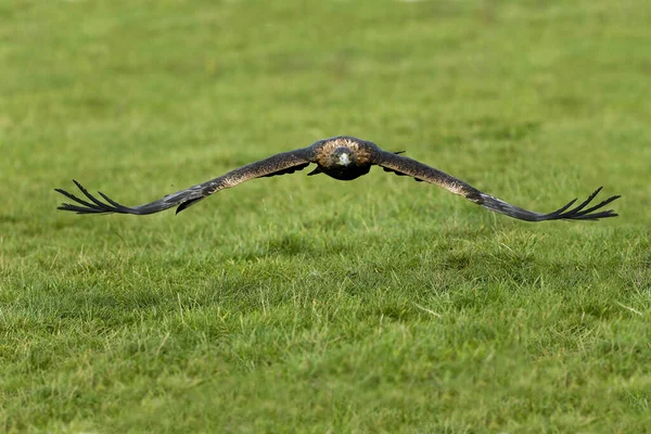 Golden Eagle Aquila Chrysaetos Adult Flight — Stock fotografie
