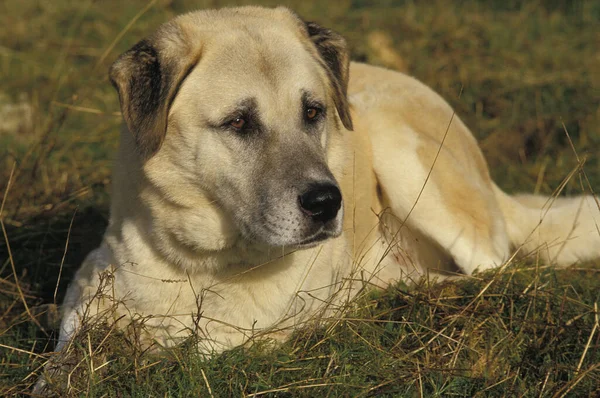 Anatolian Shepherd Dog Adult Laying Grass — Stock Photo, Image