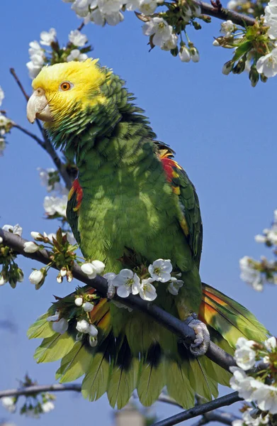 Sarı Kafalı Papağan Amazona Hatip Dalda Duran Yetişkin — Stok fotoğraf