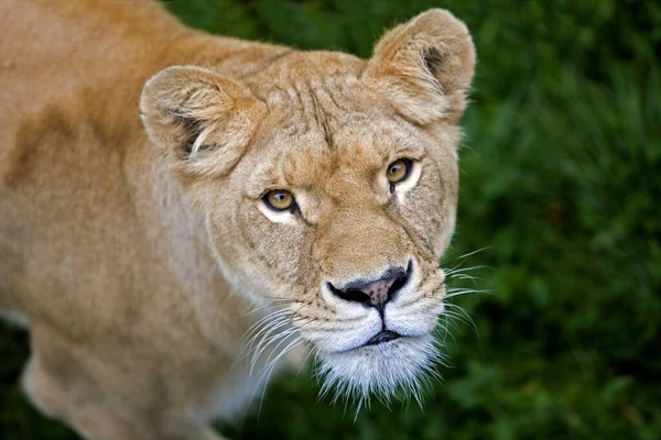 Afrikanischer Löwe Panthera Leo — Stockfoto