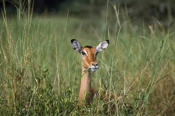 Impala Aepyceros Melampus Ženské Jídlo Long Grass Masai Mara Park — Stock fotografie